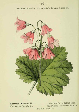 Reproducción/Reproduction 6298289015: Nouvelle flore coloriée de poche des Alpes et des Pyrénées. v.1. Paris,Klincksieck,1906-1912