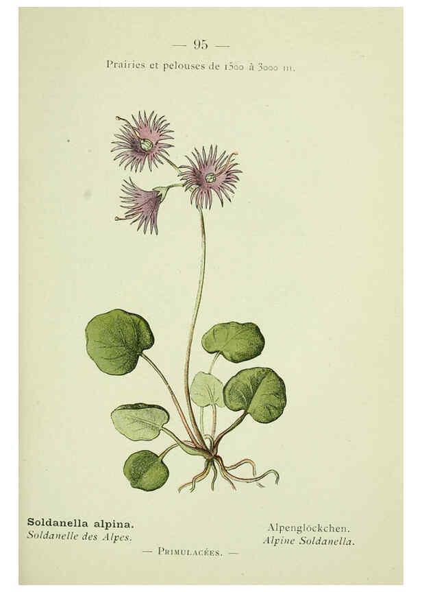 Reproducción/Reproduction 6298820396: Nouvelle flore coloriée de poche des Alpes et des Pyrénées. v.1. Paris,Klincksieck,1906-1912