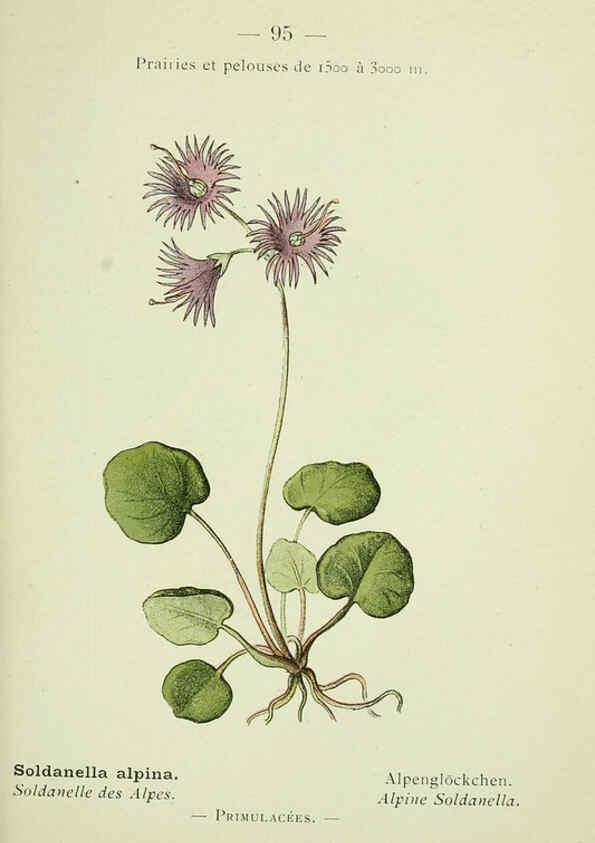 Reproducción/Reproduction 6298820396: Nouvelle flore coloriée de poche des Alpes et des Pyrénées. v.1. Paris,Klincksieck,1906-1912