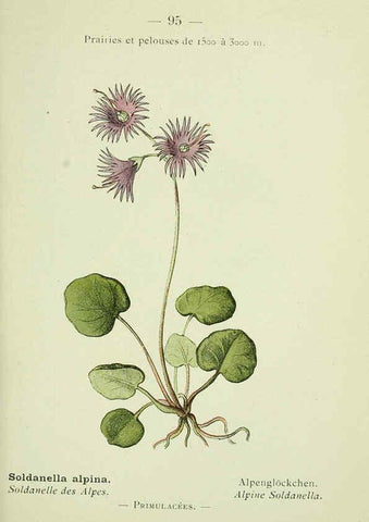 Reproducción/Reproduction 6298820396: Nouvelle flore coloriée de poche des Alpes et des Pyrénées. v.1. Paris,Klincksieck,1906-1912