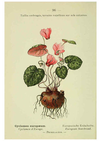 Reproducción/Reproduction 6298820686: Nouvelle flore coloriée de poche des Alpes et des Pyrénées. v.1. Paris,Klincksieck,1906-1912
