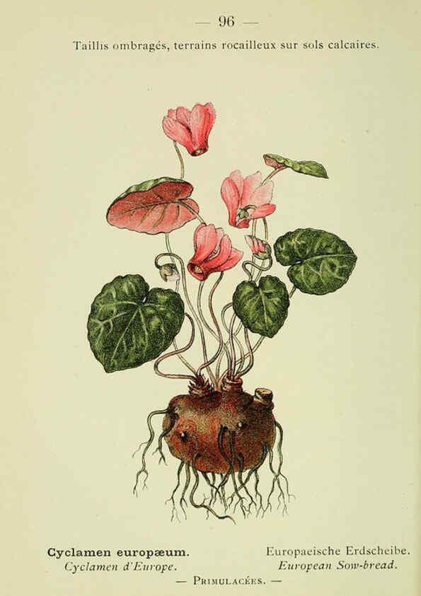 Reproducción/Reproduction 6298820686: Nouvelle flore coloriée de poche des Alpes et des Pyrénées. v.1. Paris,Klincksieck,1906-1912