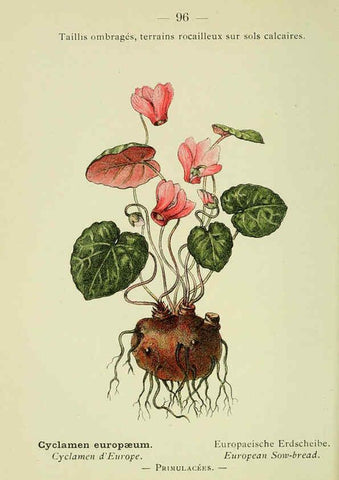 Reproducción/Reproduction 6298820686: Nouvelle flore coloriée de poche des Alpes et des Pyrénées. v.1. Paris,Klincksieck,1906-1912