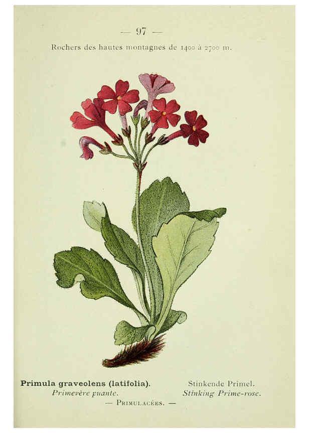 Reproducción/Reproduction 6298821050: Nouvelle flore coloriée de poche des Alpes et des Pyrénées. v.1. Paris,Klincksieck,1906-1912