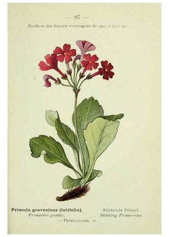 Reproducción/Reproduction 6298821050: Nouvelle flore coloriée de poche des Alpes et des Pyrénées. v.1. Paris,Klincksieck,1906-1912
