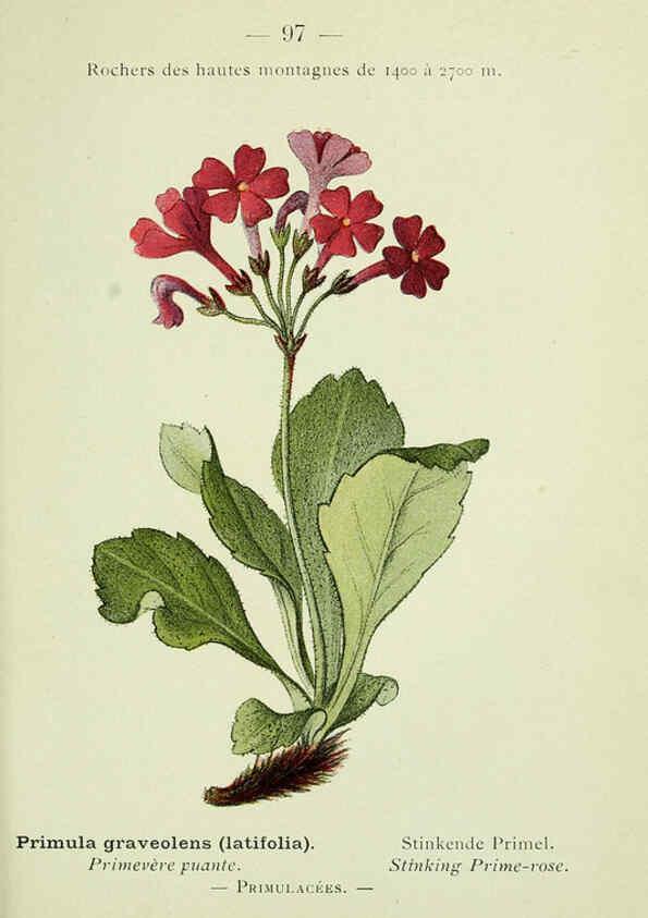Reproducción/Reproduction 6298821050: Nouvelle flore coloriée de poche des Alpes et des Pyrénées. v.1. Paris,Klincksieck,1906-1912