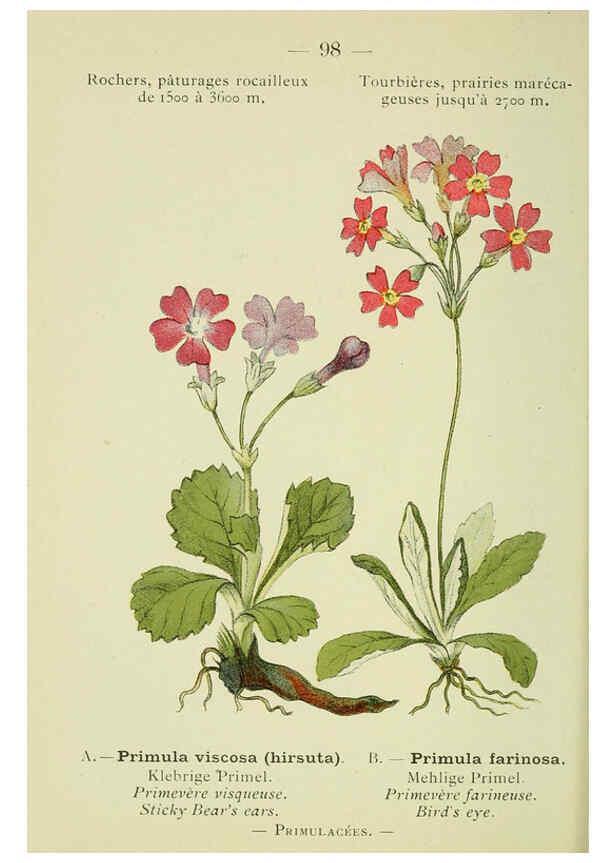 Reproducción/Reproduction 6298290277: Nouvelle flore coloriée de poche des Alpes et des Pyrénées. v.1. Paris,Klincksieck,1906-1912