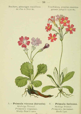 Reproducción/Reproduction 6298290277: Nouvelle flore coloriée de poche des Alpes et des Pyrénées. v.1. Paris,Klincksieck,1906-1912