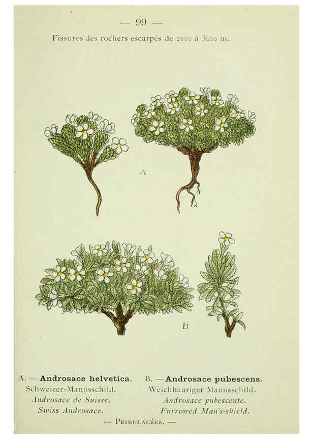 Reproducción/Reproduction 6298290925: Nouvelle flore coloriée de poche des Alpes et des Pyrénées. v.1. Paris,Klincksieck,1906-1912