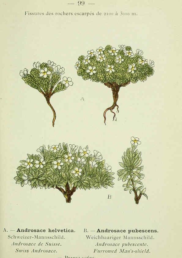 Reproducción/Reproduction 6298290925: Nouvelle flore coloriée de poche des Alpes et des Pyrénées. v.1. Paris,Klincksieck,1906-1912