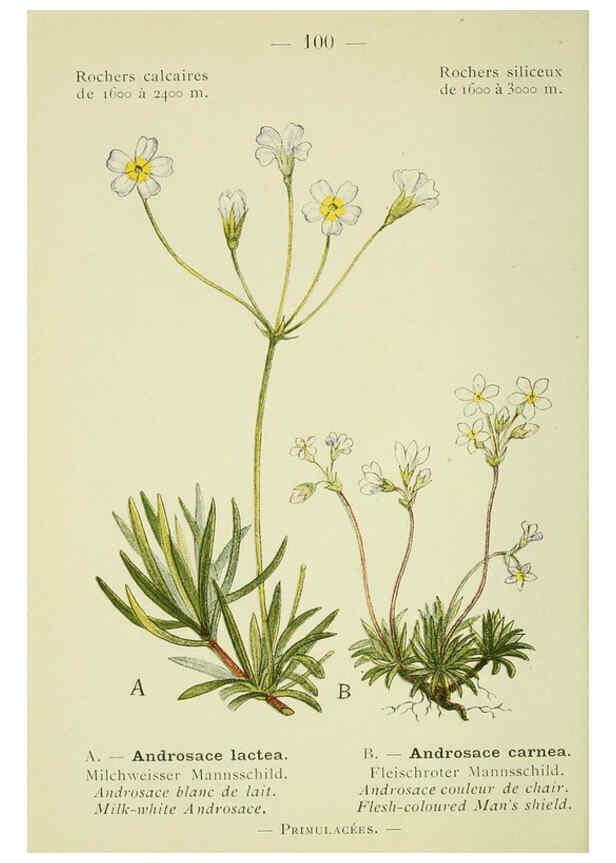 Reproducción/Reproduction 6298291235: Nouvelle flore coloriée de poche des Alpes et des Pyrénées. v.1. Paris,Klincksieck,1906-1912