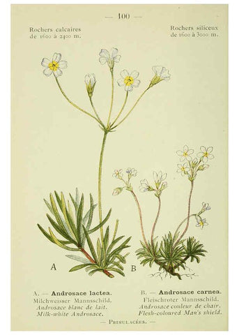 Reproducción/Reproduction 6298291235: Nouvelle flore coloriée de poche des Alpes et des Pyrénées. v.1. Paris,Klincksieck,1906-1912
