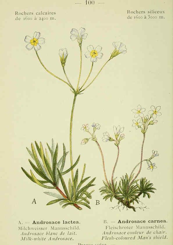 Reproducción/Reproduction 6298291235: Nouvelle flore coloriée de poche des Alpes et des Pyrénées. v.1. Paris,Klincksieck,1906-1912