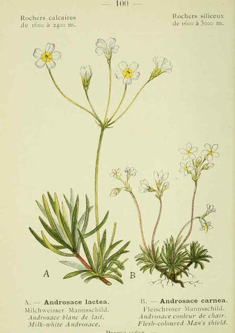Reproducción/Reproduction 6298291235: Nouvelle flore coloriée de poche des Alpes et des Pyrénées. v.1. Paris,Klincksieck,1906-1912