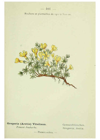 Reproducción/Reproduction 6298291475: Nouvelle flore coloriée de poche des Alpes et des Pyrénées. v.1. Paris,Klincksieck,1906-1912