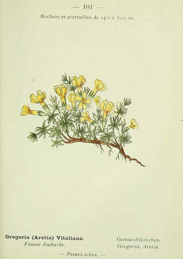 Reproducción/Reproduction 6298291475: Nouvelle flore coloriée de poche des Alpes et des Pyrénées. v.1. Paris,Klincksieck,1906-1912