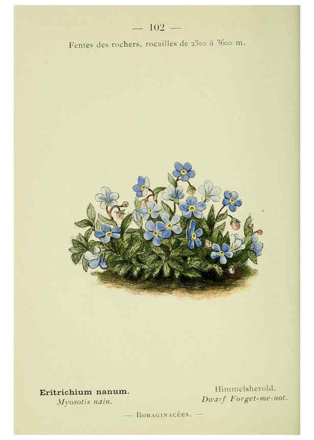 Reproducción/Reproduction 6298291801: Nouvelle flore coloriée de poche des Alpes et des Pyrénées. v.1. Paris,Klincksieck,1906-1912