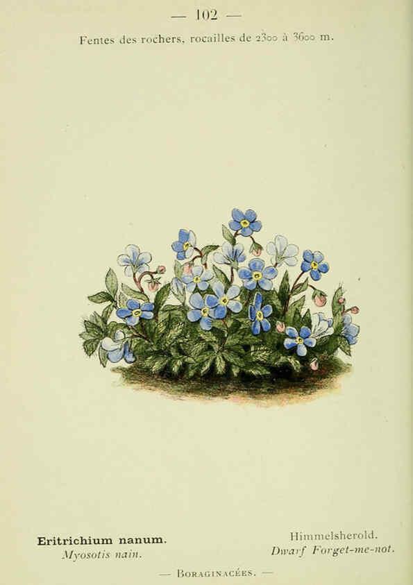 Reproducción/Reproduction 6298291801: Nouvelle flore coloriée de poche des Alpes et des Pyrénées. v.1. Paris,Klincksieck,1906-1912