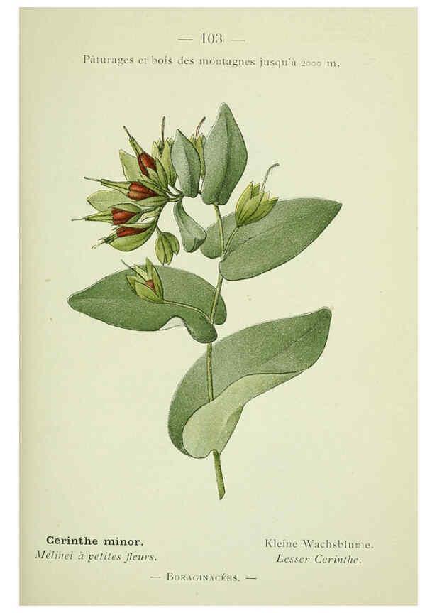 Reproducción/Reproduction 6298292053: Nouvelle flore coloriée de poche des Alpes et des Pyrénées. v.1. Paris,Klincksieck,1906-1912