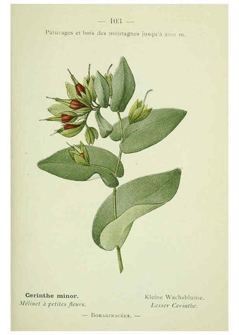 Reproducción/Reproduction 6298292053: Nouvelle flore coloriée de poche des Alpes et des Pyrénées. v.1. Paris,Klincksieck,1906-1912