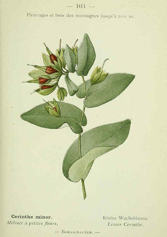 Reproducción/Reproduction 6298292053: Nouvelle flore coloriée de poche des Alpes et des Pyrénées. v.1. Paris,Klincksieck,1906-1912