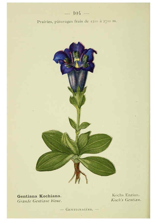 Reproducción/Reproduction 6298823250: Nouvelle flore coloriée de poche des Alpes et des Pyrénées. v.1. Paris,Klincksieck,1906-1912