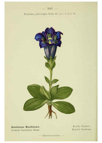 Reproducción/Reproduction 6298823250: Nouvelle flore coloriée de poche des Alpes et des Pyrénées. v.1. Paris,Klincksieck,1906-1912