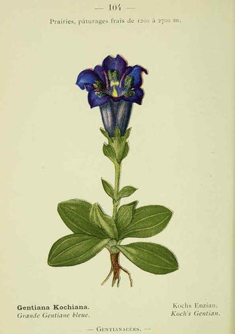 Reproducción/Reproduction 6298823250: Nouvelle flore coloriée de poche des Alpes et des Pyrénées. v.1. Paris,Klincksieck,1906-1912