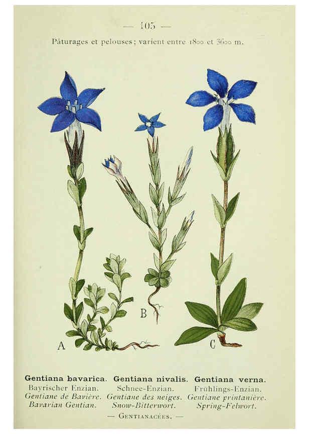 Reproducción/Reproduction 6298823494: Nouvelle flore coloriée de poche des Alpes et des Pyrénées. v.1. Paris,Klincksieck,1906-1912