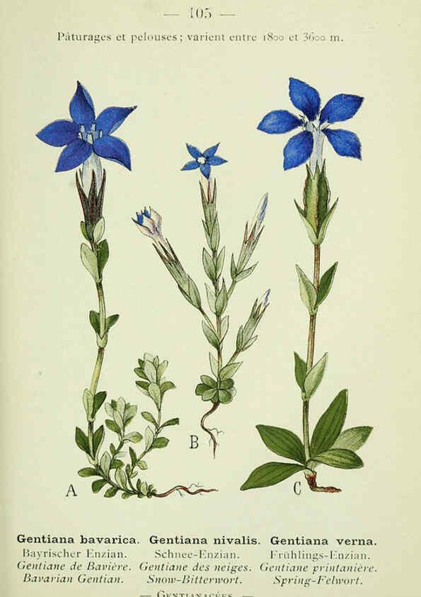 Reproducción/Reproduction 6298823494: Nouvelle flore coloriée de poche des Alpes et des Pyrénées. v.1. Paris,Klincksieck,1906-1912