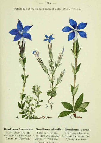 Reproducción/Reproduction 6298823494: Nouvelle flore coloriée de poche des Alpes et des Pyrénées. v.1. Paris,Klincksieck,1906-1912