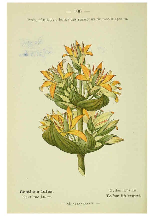Reproducción/Reproduction 6298823734: Nouvelle flore coloriée de poche des Alpes et des Pyrénées. v.1. Paris,Klincksieck,1906-1912