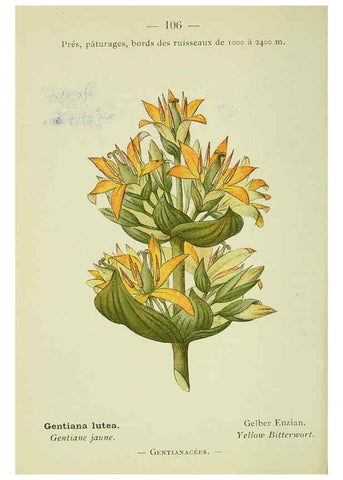 Reproducción/Reproduction 6298823734: Nouvelle flore coloriée de poche des Alpes et des Pyrénées. v.1. Paris,Klincksieck,1906-1912
