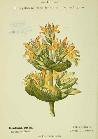 Reproducción/Reproduction 6298823734: Nouvelle flore coloriée de poche des Alpes et des Pyrénées. v.1. Paris,Klincksieck,1906-1912