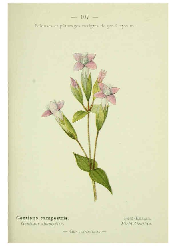Reproducción/Reproduction 6298293117: Nouvelle flore coloriée de poche des Alpes et des Pyrénées. v.1. Paris,Klincksieck,1906-1912
