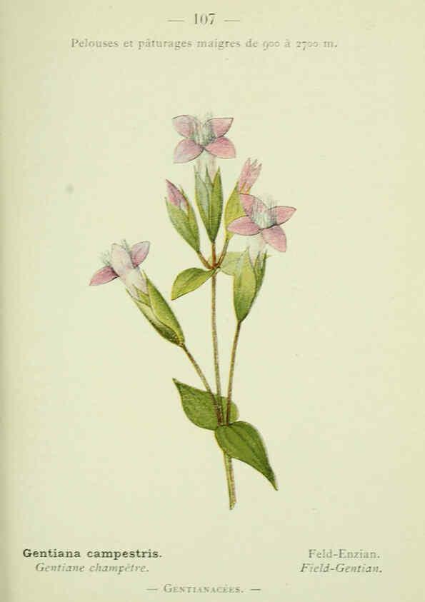 Reproducción/Reproduction 6298293117: Nouvelle flore coloriée de poche des Alpes et des Pyrénées. v.1. Paris,Klincksieck,1906-1912