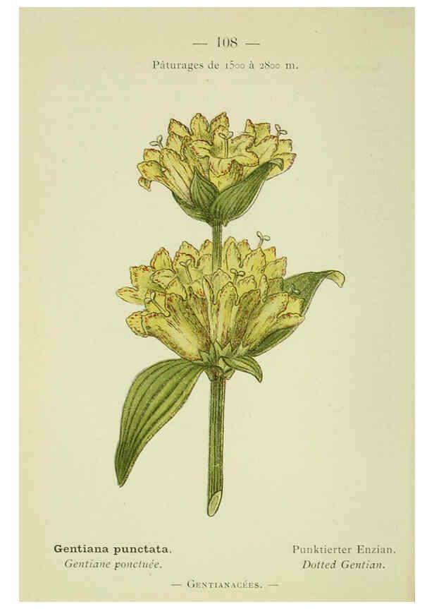 Reproducción/Reproduction 6298824274: Nouvelle flore coloriée de poche des Alpes et des Pyrénées. v.1. Paris,Klincksieck,1906-1912