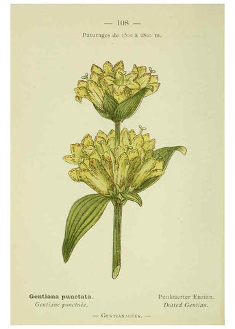 Reproducción/Reproduction 6298824274: Nouvelle flore coloriée de poche des Alpes et des Pyrénées. v.1. Paris,Klincksieck,1906-1912