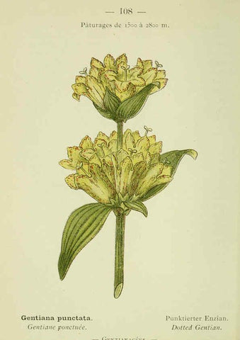 Reproducción/Reproduction 6298824274: Nouvelle flore coloriée de poche des Alpes et des Pyrénées. v.1. Paris,Klincksieck,1906-1912