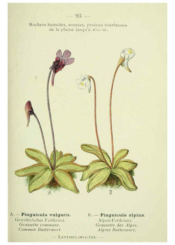 Reproducción/Reproduction 6298288645: Nouvelle flore coloriée de poche des Alpes et des Pyrénées. v.1. Paris,Klincksieck,1906-1912