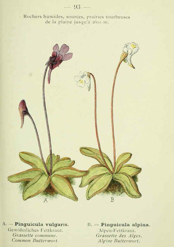 Reproducción/Reproduction 6298288645: Nouvelle flore coloriée de poche des Alpes et des Pyrénées. v.1. Paris,Klincksieck,1906-1912