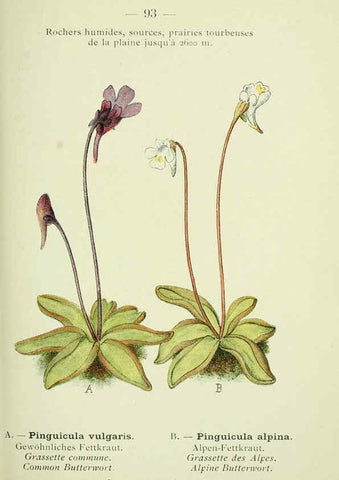 Reproducción/Reproduction 6298288645: Nouvelle flore coloriée de poche des Alpes et des Pyrénées. v.1. Paris,Klincksieck,1906-1912