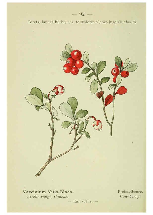Reproducción/Reproduction 6298819408: Nouvelle flore coloriée de poche des Alpes et des Pyrénées. v.1. Paris,Klincksieck,1906-1912