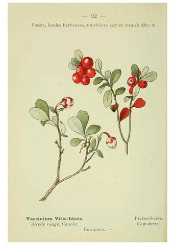 Reproducción/Reproduction 6298819408: Nouvelle flore coloriée de poche des Alpes et des Pyrénées. v.1. Paris,Klincksieck,1906-1912