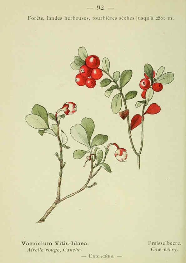 Reproducción/Reproduction 6298819408: Nouvelle flore coloriée de poche des Alpes et des Pyrénées. v.1. Paris,Klincksieck,1906-1912