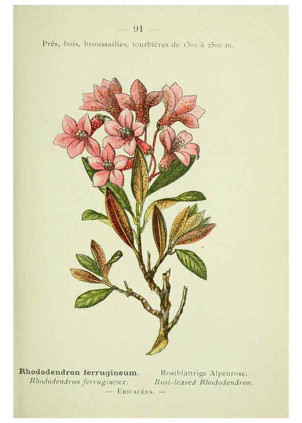 Reproducción/Reproduction 6298287957: Nouvelle flore coloriée de poche des Alpes et des Pyrénées. v.1. Paris,Klincksieck,1906-1912