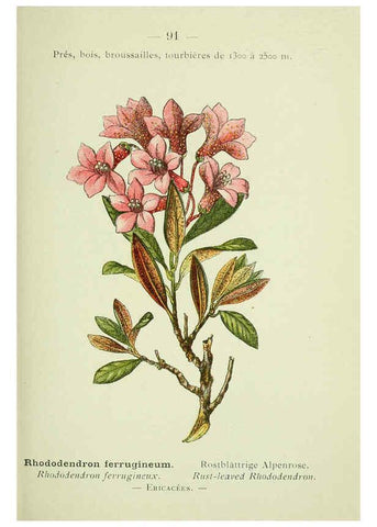 Reproducción/Reproduction 6298287957: Nouvelle flore coloriée de poche des Alpes et des Pyrénées. v.1. Paris,Klincksieck,1906-1912