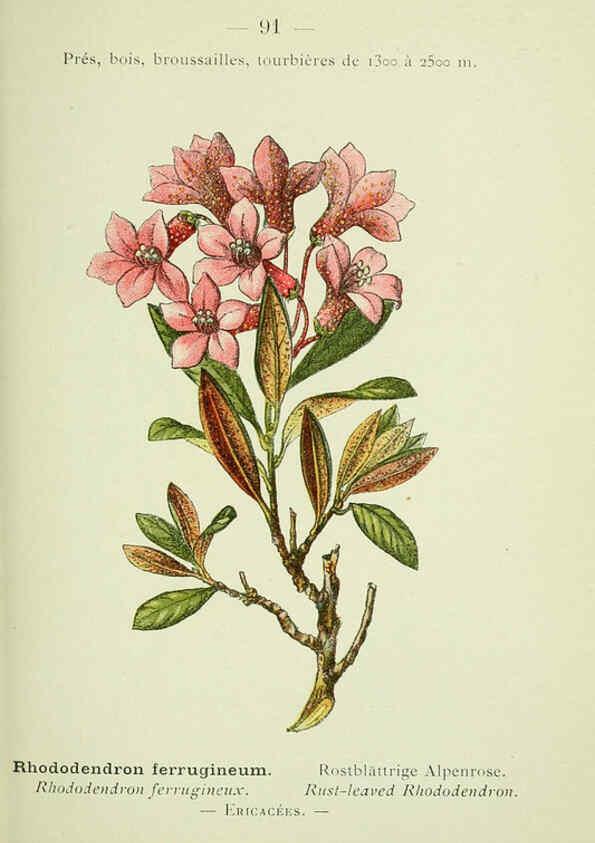 Reproducción/Reproduction 6298287957: Nouvelle flore coloriée de poche des Alpes et des Pyrénées. v.1. Paris,Klincksieck,1906-1912