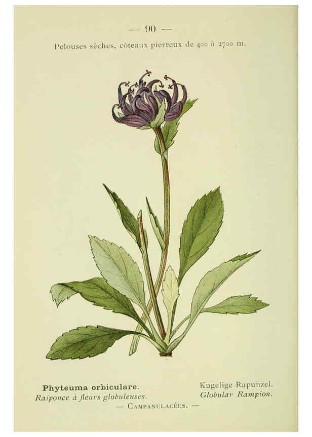 Reproducción/Reproduction 6298287587: Nouvelle flore coloriée de poche des Alpes et des Pyrénées. v.1. Paris,Klincksieck,1906-1912