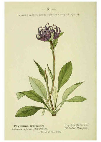 Reproducción/Reproduction 6298287587: Nouvelle flore coloriée de poche des Alpes et des Pyrénées. v.1. Paris,Klincksieck,1906-1912